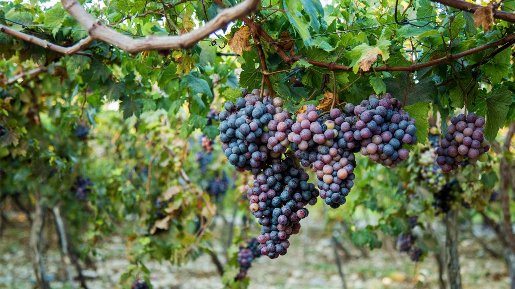 Gobierno dará tres millones de pesos para impulsar la producción de ...